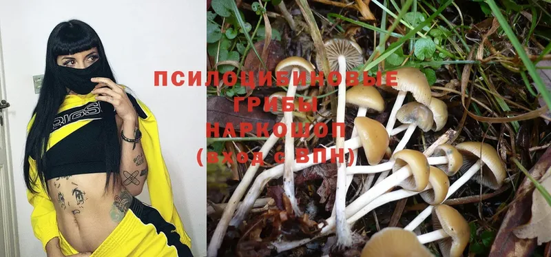 купить  цена  Жердевка  Псилоцибиновые грибы Magic Shrooms 